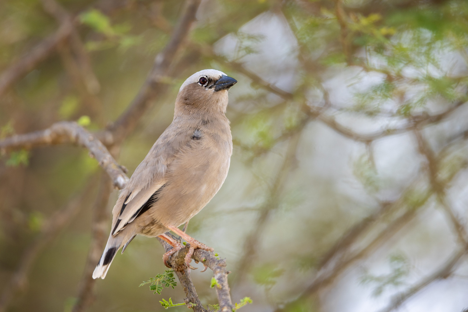 image Grey-capped Social-Weaver